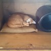 眠ってた茶トラちゃんは・・・