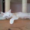 子猫たちの母にゃんこ☆