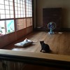 子猫たち大ハッスルちゅう～