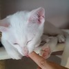 かぷかぷ(甘噛みちゅう)注！他のお客様の指