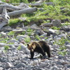 ヒグマウォッチングで♪
