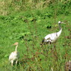 丹頂鶴の親子