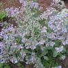 ボリジはこぼれ種であさっての場所に開花
