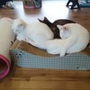 軟体にゃんこ☆