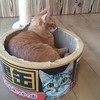 黒缶の中ににゃんこ☆