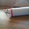 一人遊びもできるにゃ☆