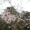 ⑮なぜか桜が