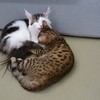 ペロペロ
