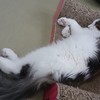 撫でたくなる毛並みw