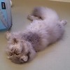 ぐでんぐで～ん