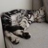 いや、シラスちゃんにゃ～