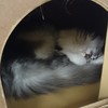 かろうじて見える寝顔・・・