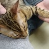 気持ち良さそうにゃ～