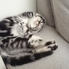 なに見てるにょ？
