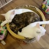 ササヤマルシェの帰りに猫カフェへ☆