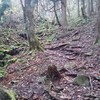 分かりやすい？登山道を進んで