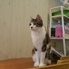 西院の猫カフェTangoさんへ♪