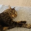 電気カーペットは暖かいにゃ～