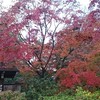 通り道の鮮やかな紅葉♪