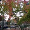お茶席周辺の紅葉☆