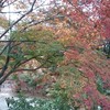 紅葉のグラデーション☆