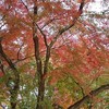 色鮮やかな紅葉が残ってました♪