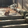 うさぎの里
