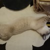 ぐにゅーん♪