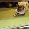 あいつ、紐が異常に好きやねんで