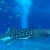 美ら海水族館に行ってきました