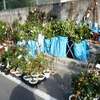 植木市でも有ます
