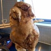 炸子鷄下拵え