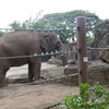 近くで象が見れます