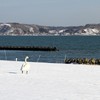 厚岸の白鳥