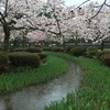 兼六園の桜
