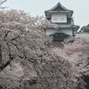 金沢城と桜