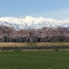 立山連峰と桜