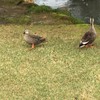 兼六園の鴨さん