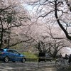桜のトンネル