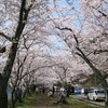 のんびりと桜を見ている人も・・・