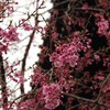 帝釈天金つき堂の桜