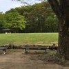このベンチが新しくなります。名城公園