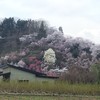 山１つが花で覆われてます