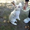 立ち上がりうさぎ