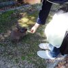 お連れとうさぎさん