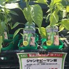 セール品の苗を買いました