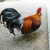 石上神宮のニワトリ