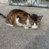 金岡公園のニャンコ