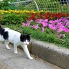 岸和田中央公園のニャンコ
