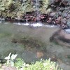 千条の滝 透明な水だけど生温かい